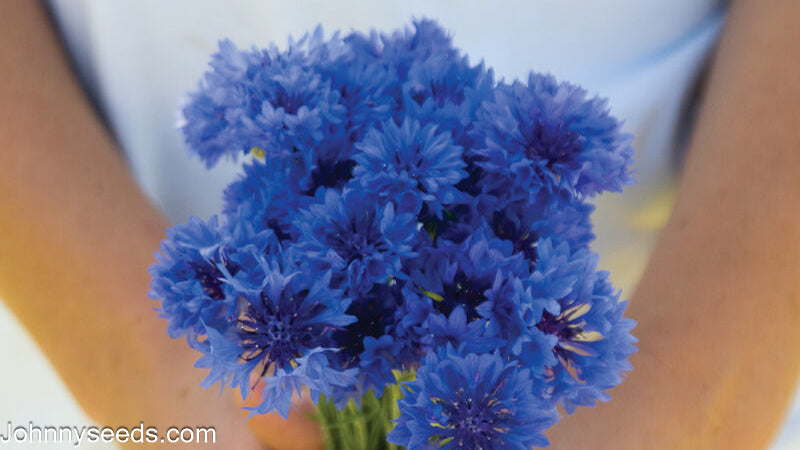 Image courtesy of Johnny's Selected Seeds, Johnnyseeds.com