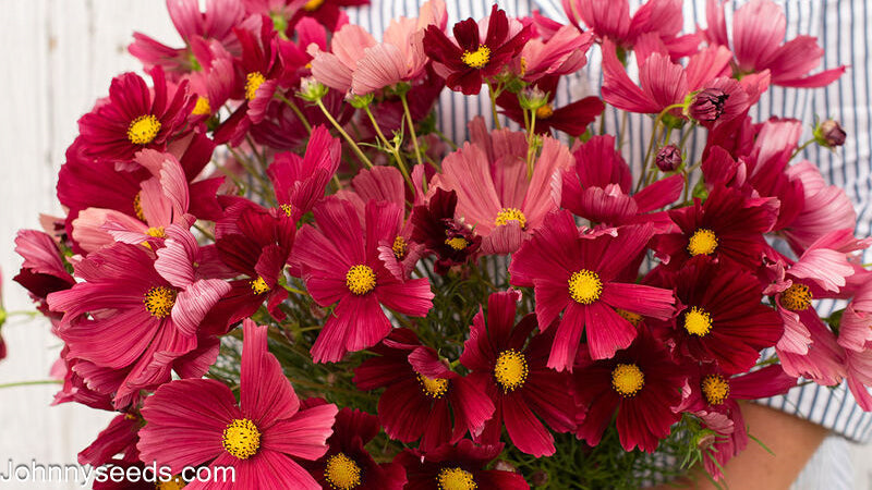 Image courtesy of Johnny's Selected Seeds, Johnnyseeds.com