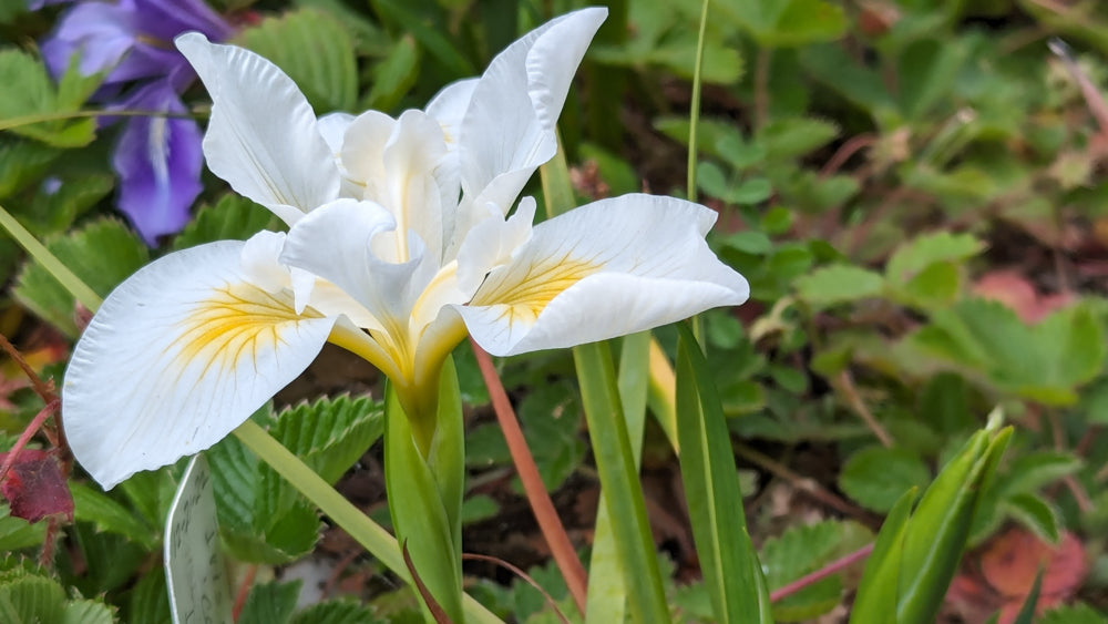 C. Callas