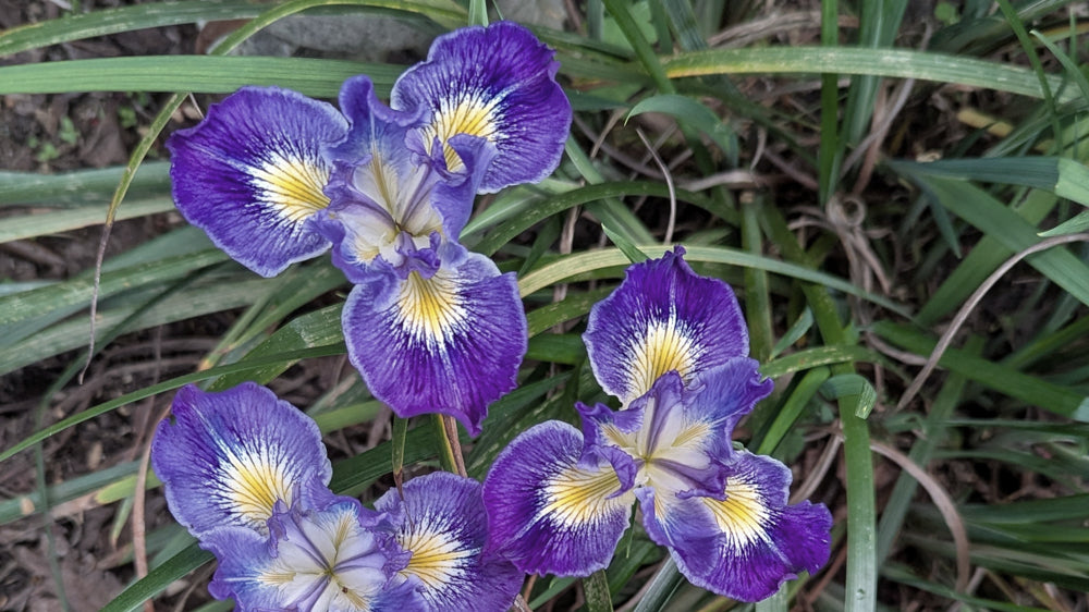 C. Callas