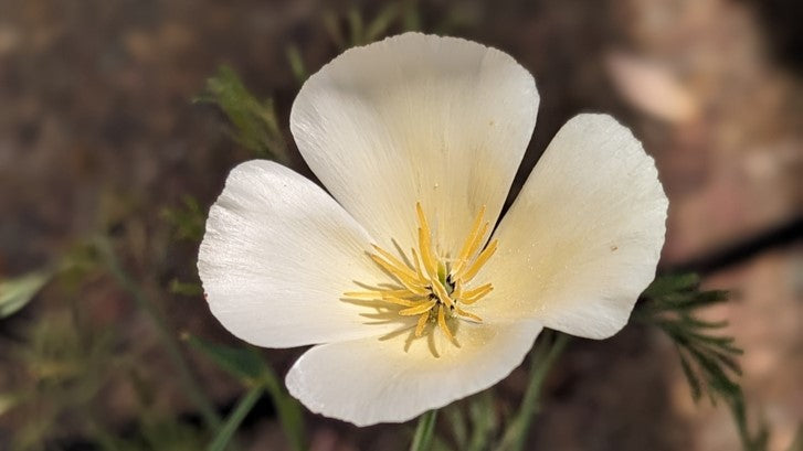 C. Callas