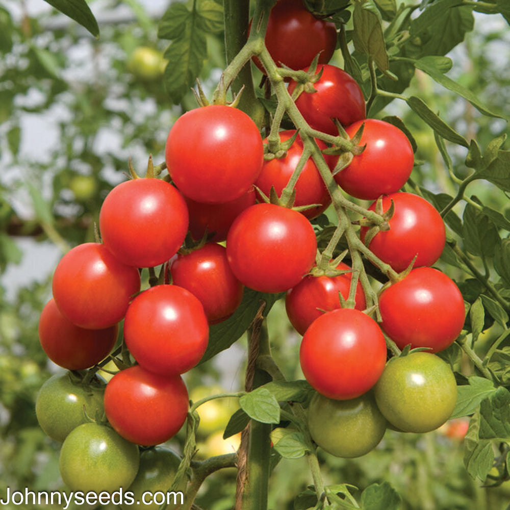 Image courtesy of Johnny’s Selected Seeds, Johnnyseeds.com