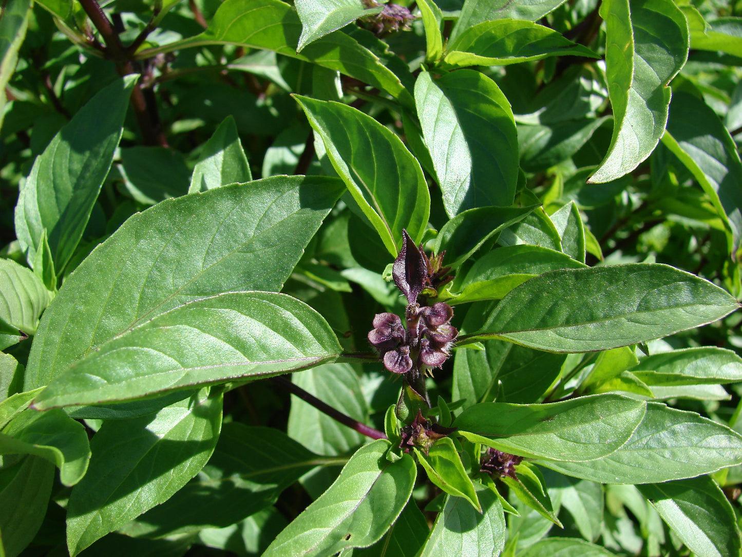 Basil - Thai