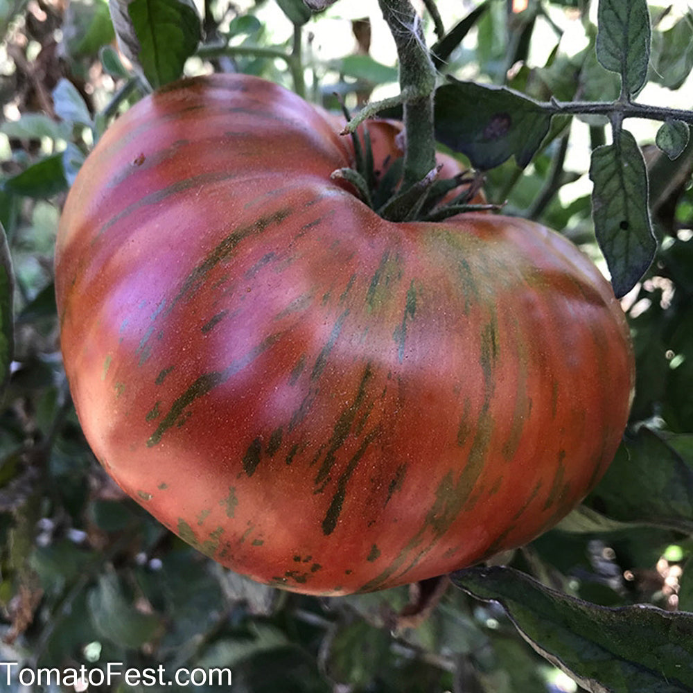 Courtesy of TomatoFest.com