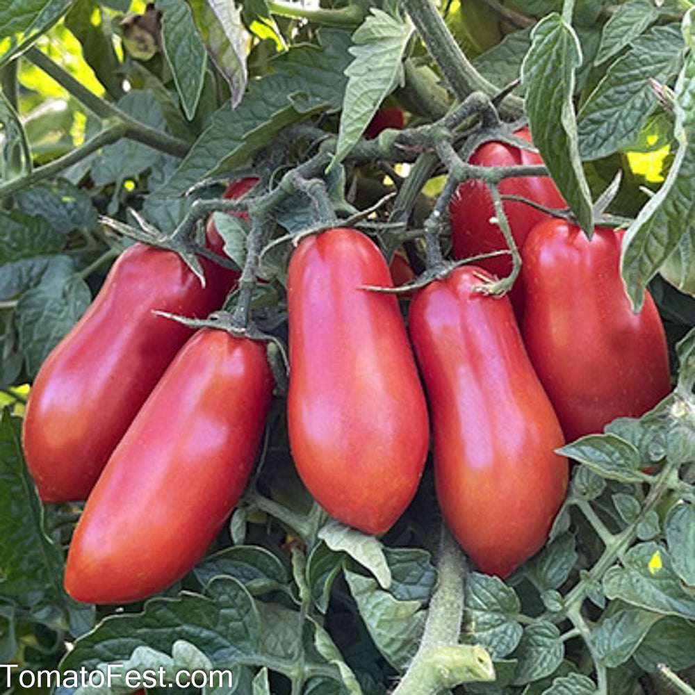 Courtesy of TomatoFest.com