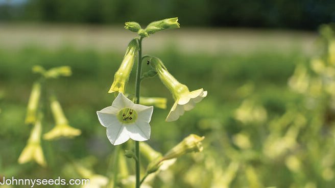 Image courtesy of Johnny's Selected Seeds, Johnnyseeds.com