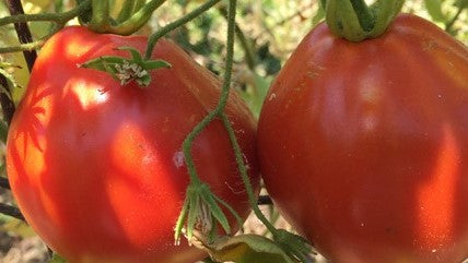 Tomato-Pomodoro-Red-Pear-MG-Carolyn-Leni