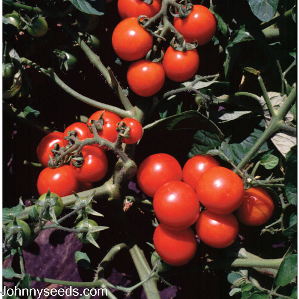 Image courtesy of Johnny’s Selected Seeds, Johnnyseeds.com