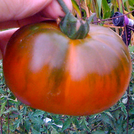 Tomato-Paul-Robeson-MG-Jim-Maley